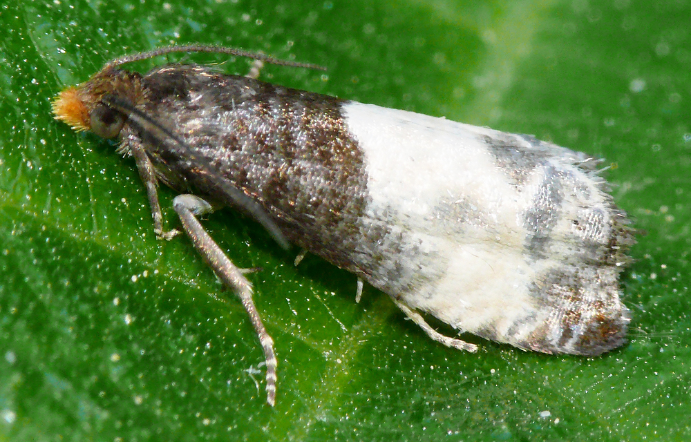 Notocelia cynosbatella - rózsahajtás-tükrösmoly