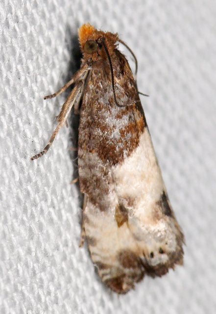 Notocelia cynosbatella - rózsahajtás-tükrösmoly