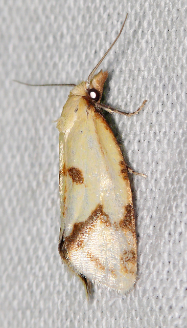 Agapeta hamana - közönséges sárgamoly