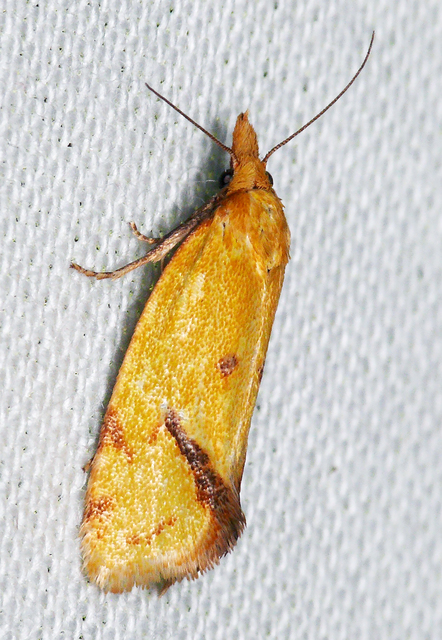 Agapeta hamana - közönséges sárgamoly