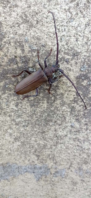 Aegosoma scabricorne - diófacincér