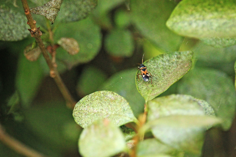 Raglius alboacuminatus - tarka díszesbodobács
