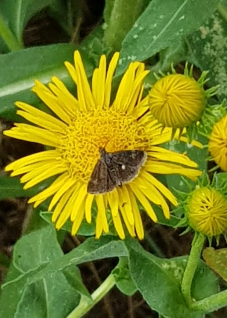 Heliothela wulfeniana - fényes kormosmoly