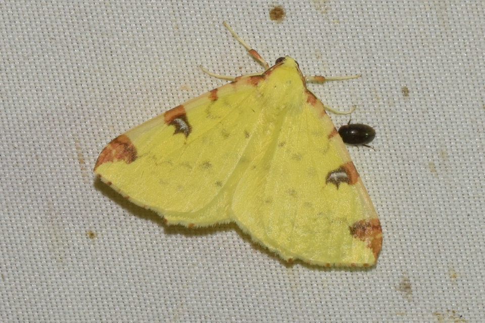 Opisthograptis luteolata - citromsárga araszoló
