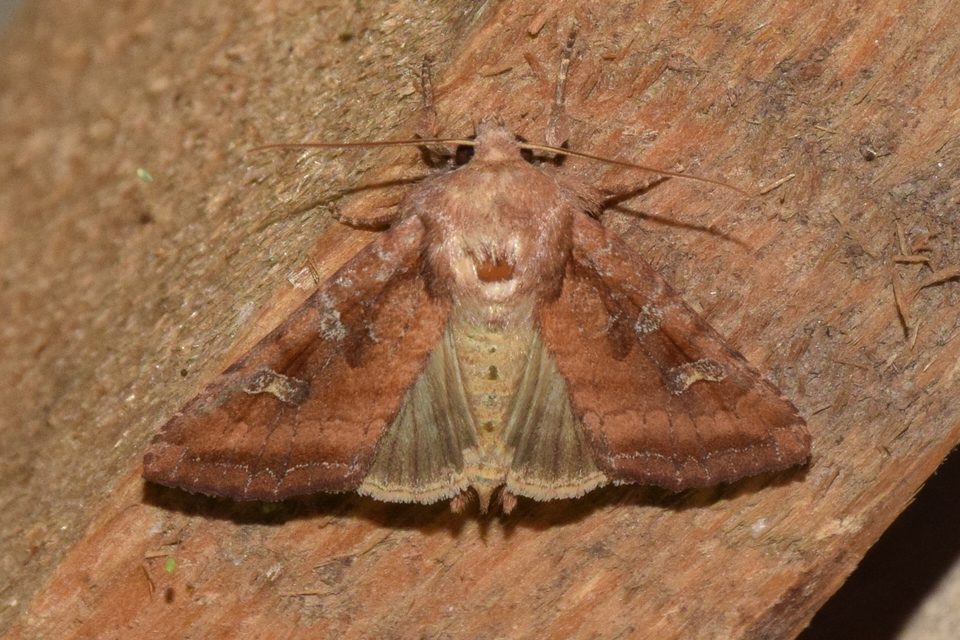 Lacanobia splendens - mocsári kertibagoly