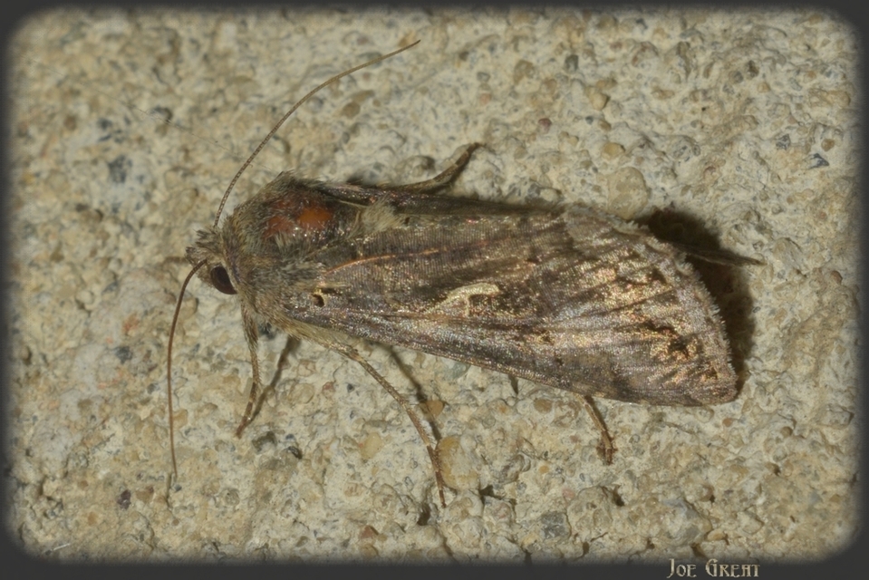 Autographa gamma - gammalepke