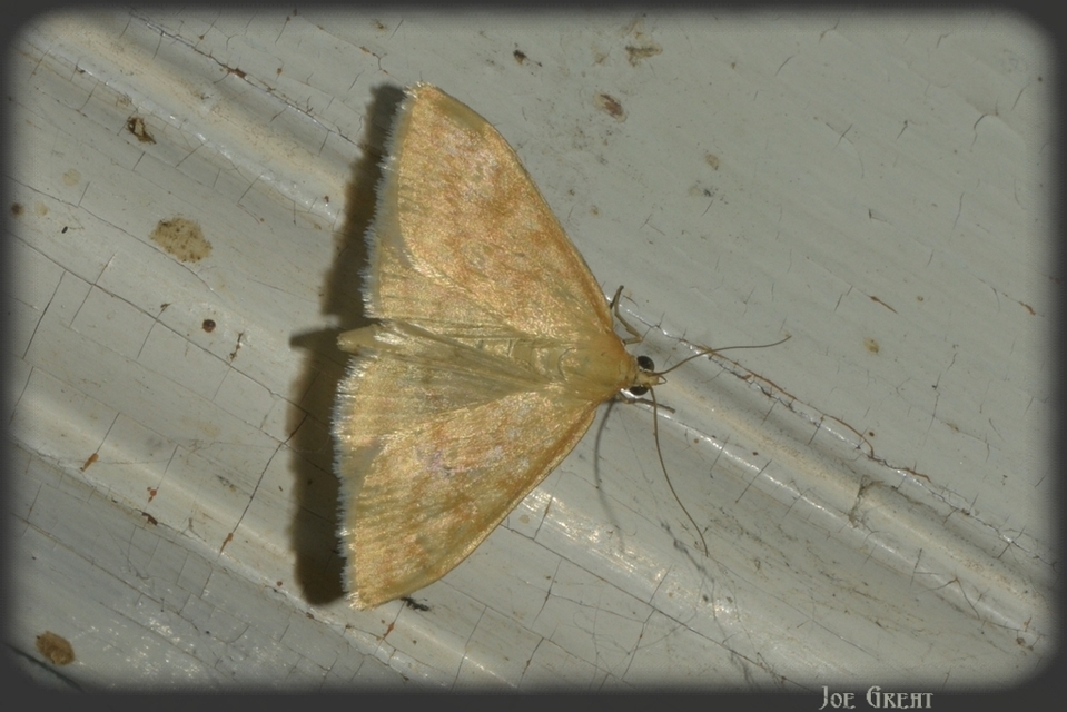Sitochroa verticalis - világossárga dudvamoly
