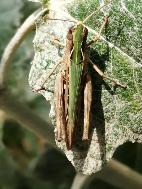 Omocestus rufipes - vöröshasú tarlósáska