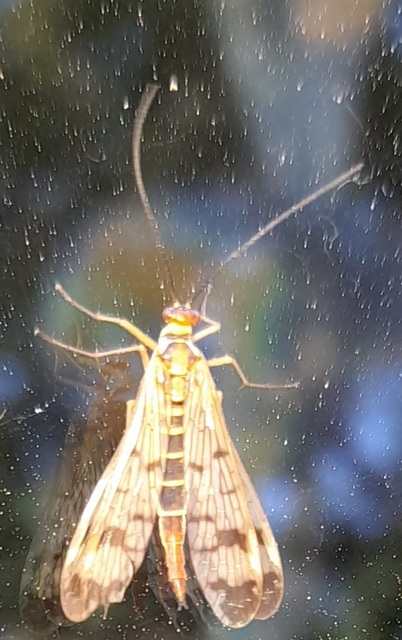 Panorpa cognata