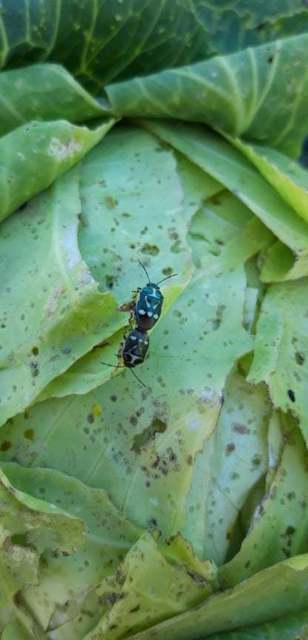 Eurydema oleracea - paréjpoloska Eurydema oleracea - paréjpoloska
