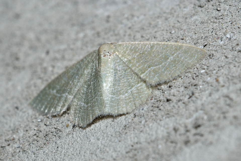 Phaiogramma etruscaria - fehérpettyes zöldaraszoló