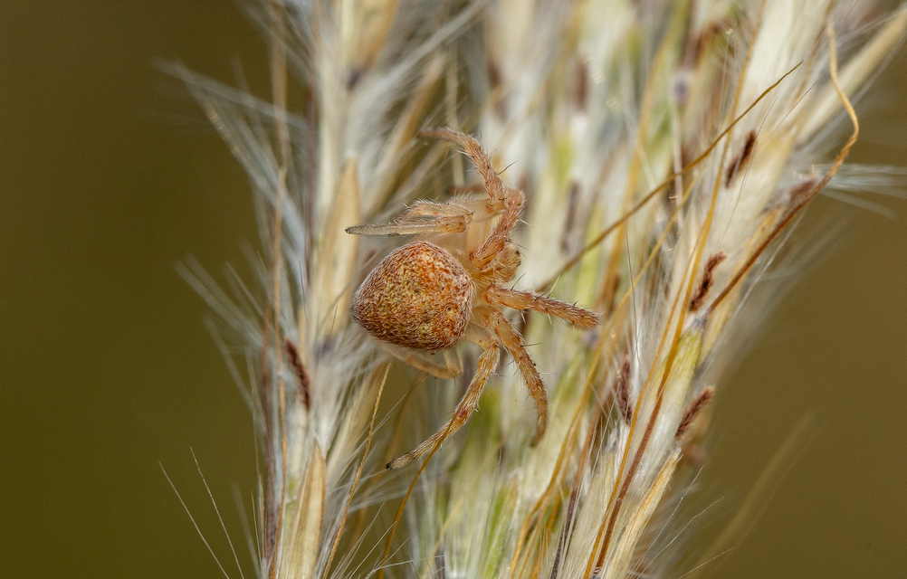Araneus triguttatus/sturmi
