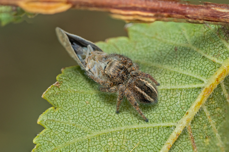 Philaeus chrysops - piros ugrópók