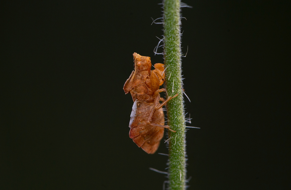 Phymata crassipes - fogólábú poloska