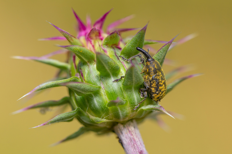 Larinus sturnus - aszat-púderbarkó
