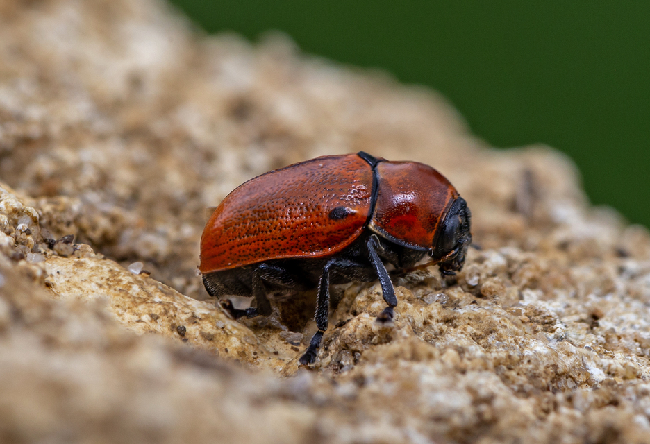 Cryptocephalus coryli - mogyoró-zömökbogár