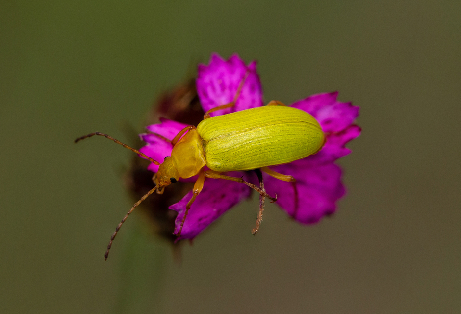 Cteniopus sulphureus - közönséges kénbogár Cteniopus sulphureus - közönséges kénbogár