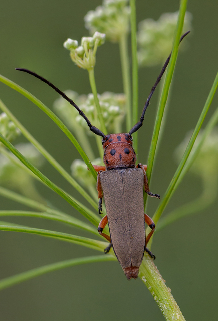Phytoecia argus - árgusszemű cincér