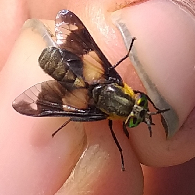 Chrysops caecutiens - közönséges pőcsik