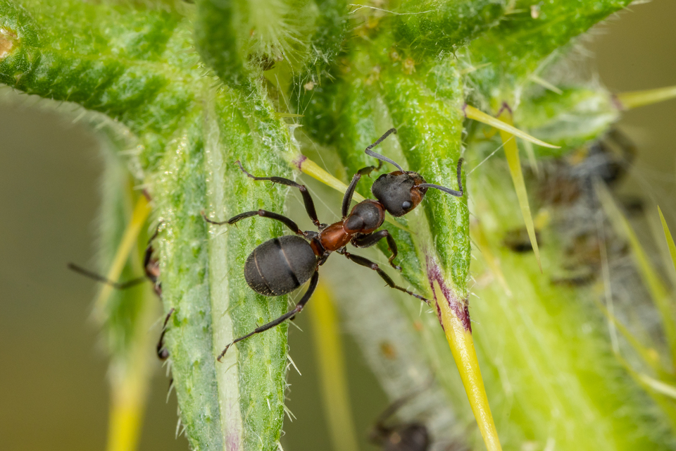 Formica pratensis - réti vöröshangya