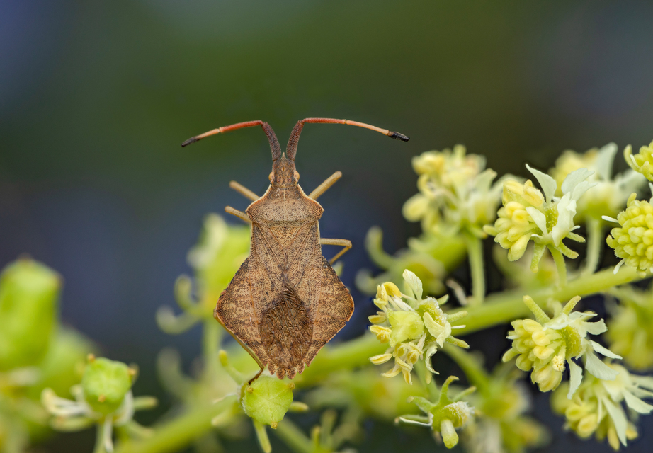 Syromastus rhombeus - vitorlás karimáspoloska