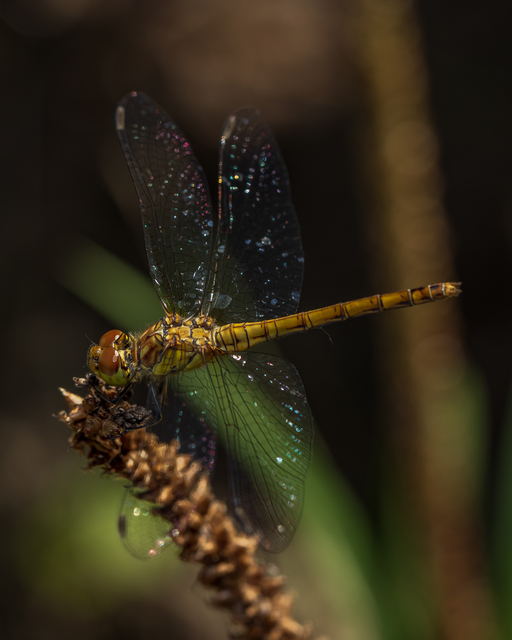 Sympetrum striolatum - harántsávos katona-szitakötő
