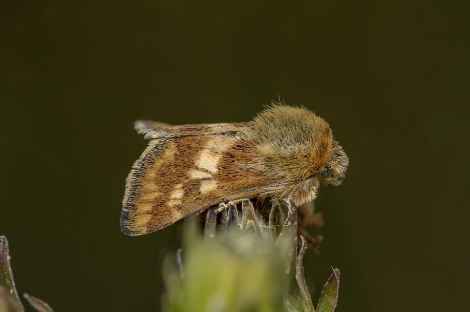 Schinia cardui - keserűgyökér-nappalibagoly