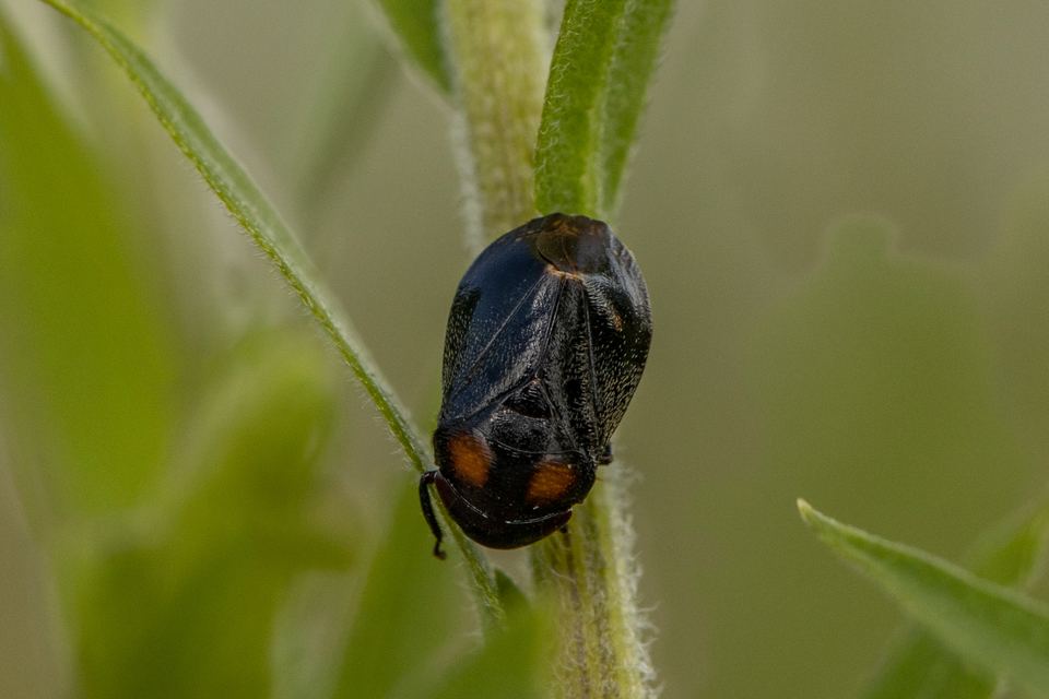 Penthimia nigra - fekete kabóca Penthimia nigra - fekete kabóca