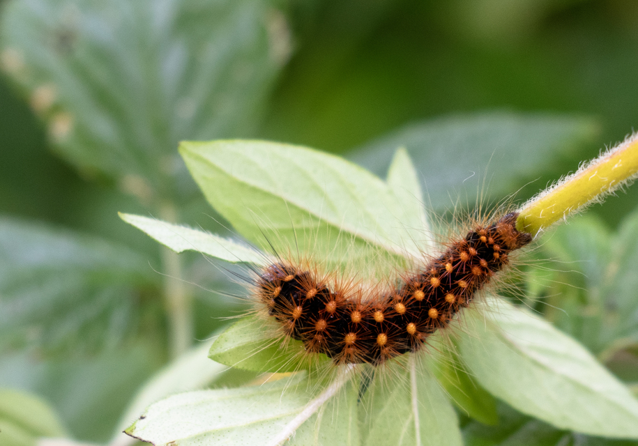 Acronicta auricoma - aranyos szigonyosbagoly