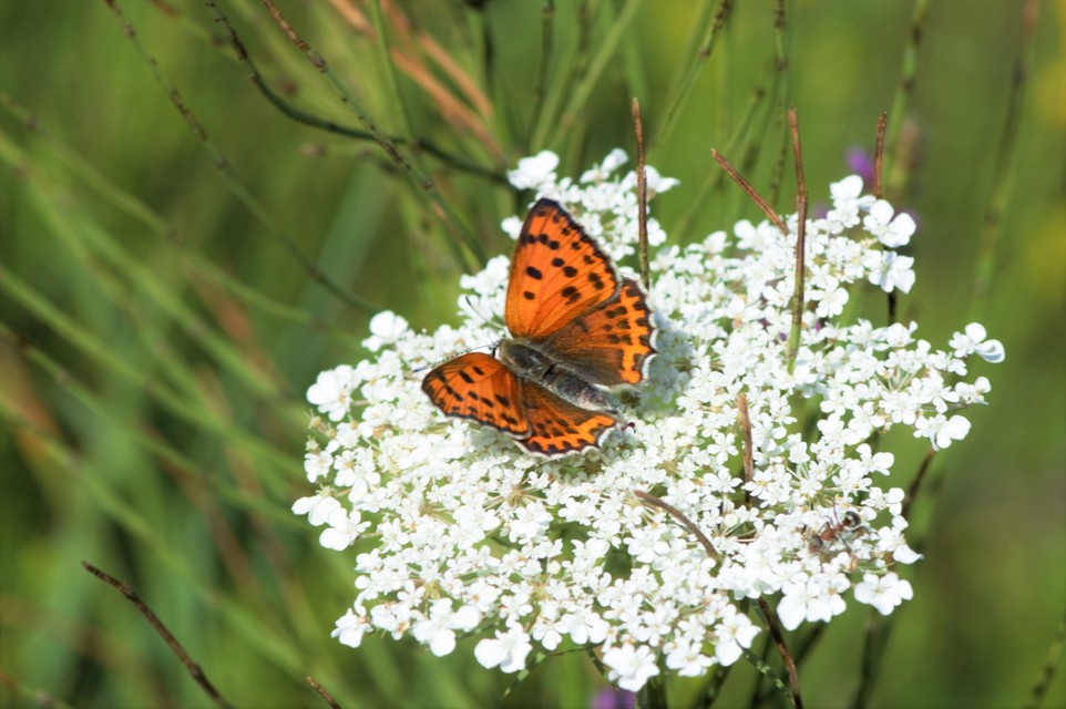Lycaena thersamon - kis tűzlepke