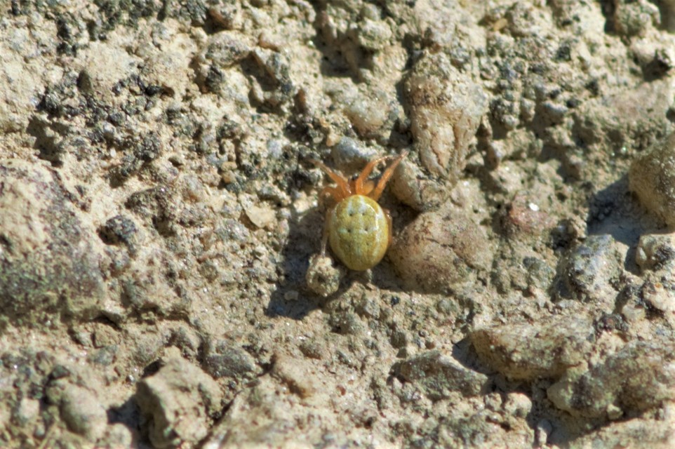 Araniella