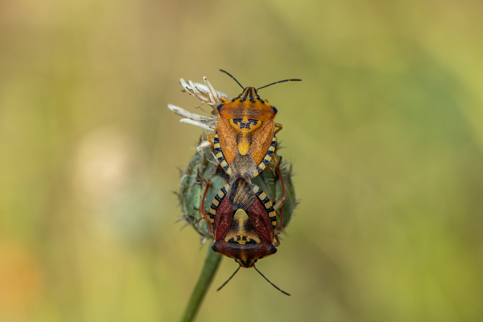 Carpocoris