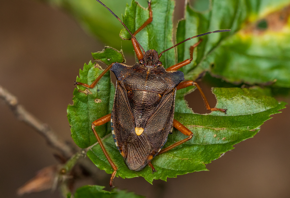 Pentatoma rufipes - vöröslábú címerespoloska Pentatoma rufipes - vöröslábú címerespoloska