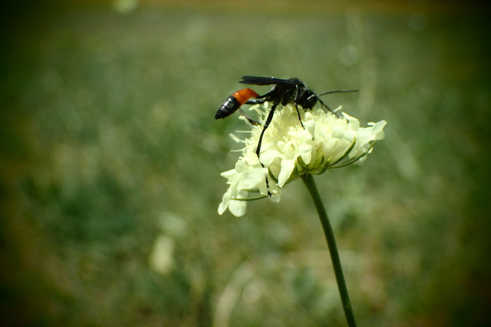 Hymenoptera - Hártyásszárnyúak