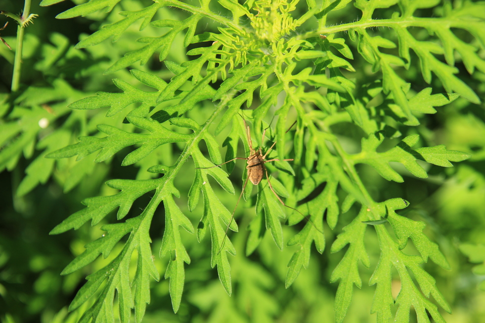 Phalangium opilio