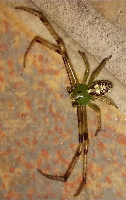 Diaea dorsata - címeres karolópók