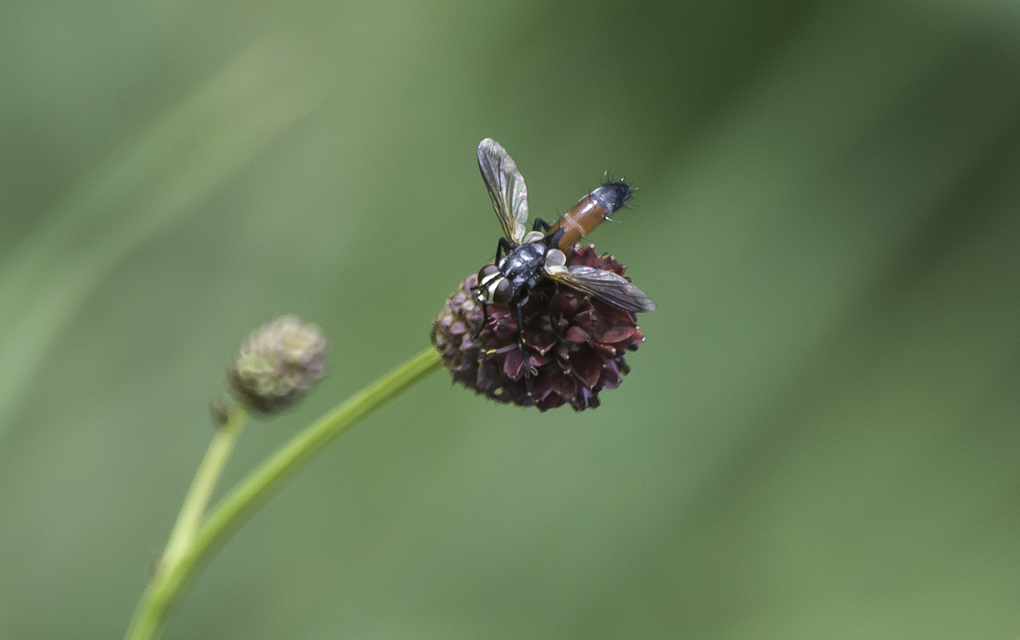 Cylindromyia
