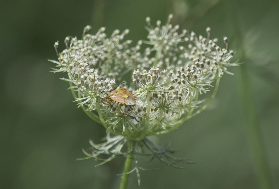 Carpocoris