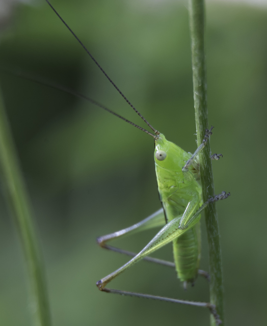 Conocephalus fuscus - kis kúpfejűszöcske