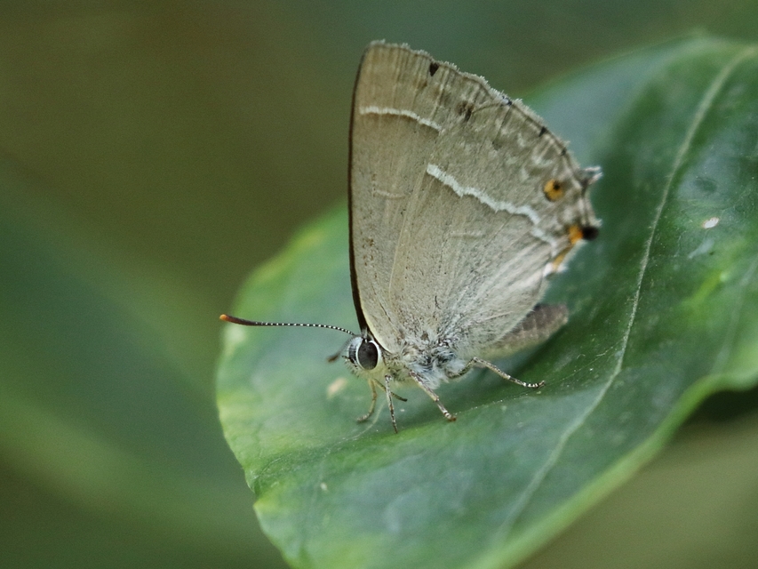 Neozephyrus quercus - tölgyfalepke
