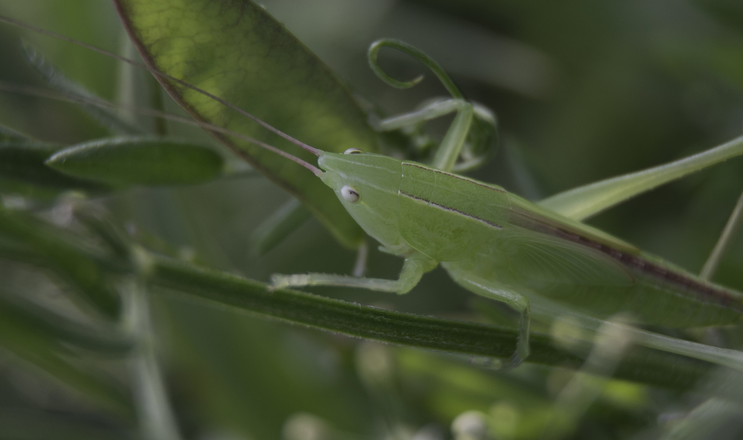 Ruspolia nitidula - nagy kúpfejűszöcske