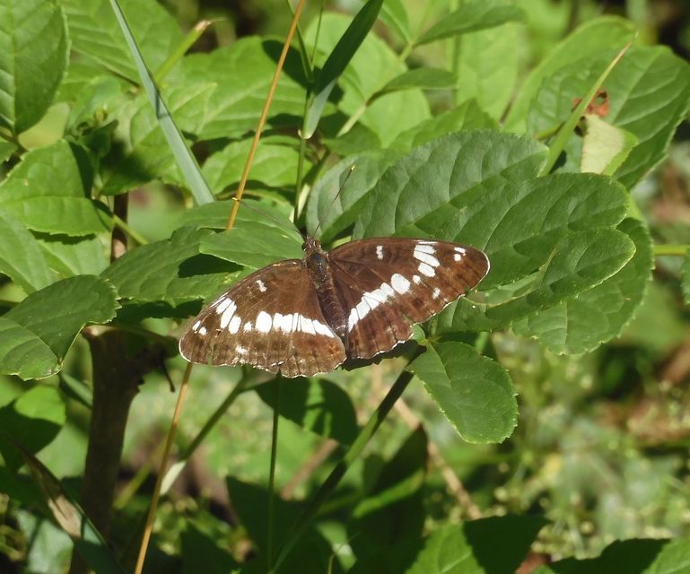 Limenitis camilla - kis lonclepke