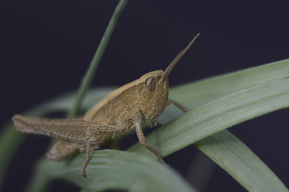 Chorthippus (Chorthippus) (subgenus)