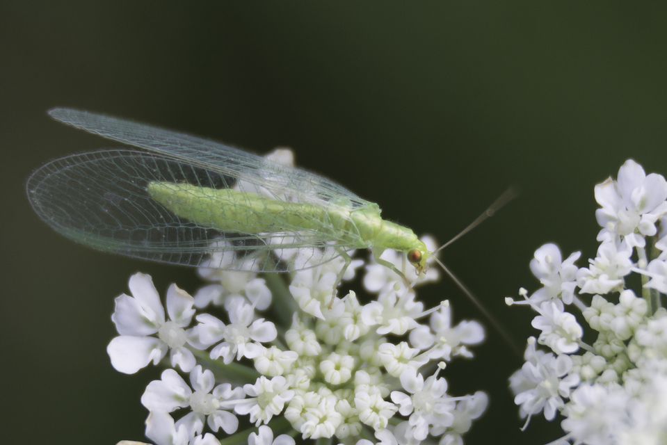 Chrysopidae - zöldfátyolkák