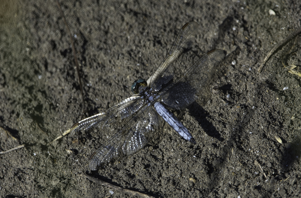 Orthetrum coerulescens - karcsú pásztorszitakötő
