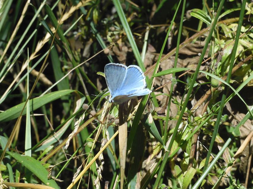 Polyommatus daphnis - csipkés boglárka