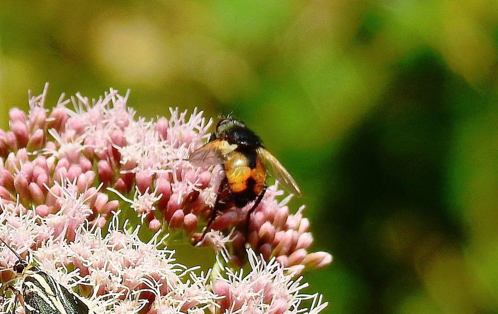 Nowickia ferox