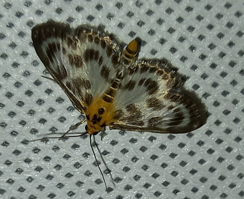 Anania hortulata - tarka csalánmoly