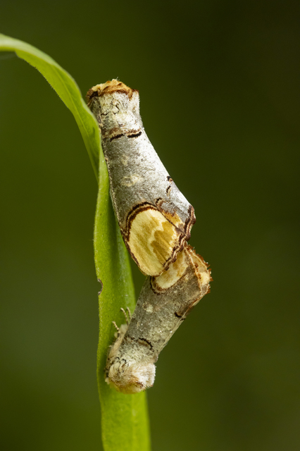 Phalera bucephala - sárgafoltos púposszövő