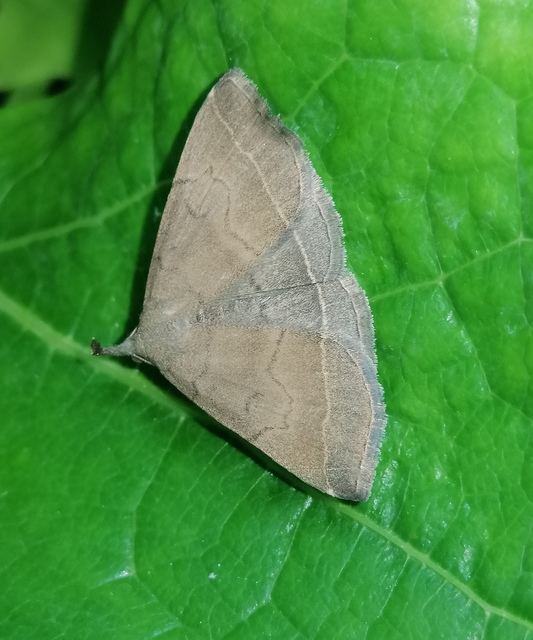 Pechipogo plumigeralis - tollascsápú karcsúbagoly